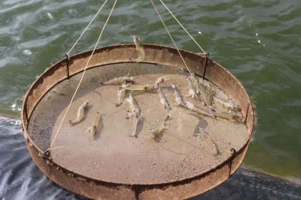 Selenoprotein: Vũ Khí Chống Oxy Hóa và Bảo Vệ Tế Bào Trong Nuôi Trồng Thủy Sản