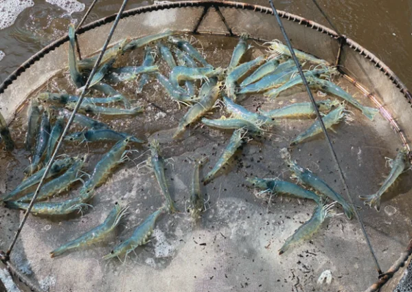 Xây Dựng Chế Độ Ăn Cân Bằng Dinh Dưỡng Bằng Protein Thủy Phân Cho Tôm Thẻ Chân Trắng