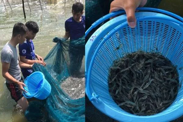 Bước Đi Chuyển Mình: Tóm Lược Quá Trình Nuôi Tôm từ Ao Ương đến Ao Nuôi