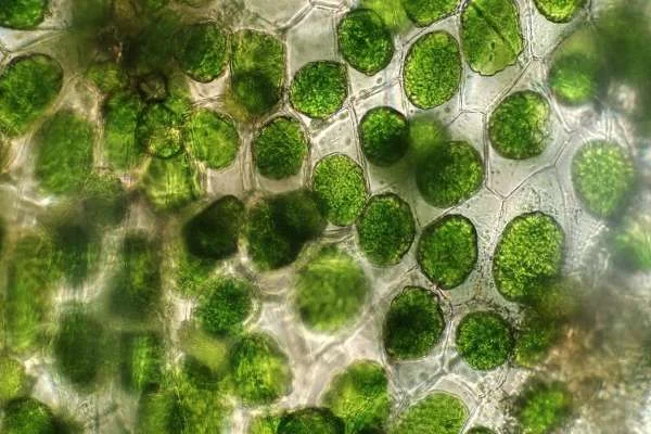 Nguyên nhân và Biện pháp Kiểm soát Tảo Xâm chiếm trong Ao Nuôi