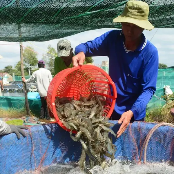 Bước Nhảy Vọt: Sự Phát Triển và Tiềm Năng của Thị Trường Tôm ở Châu Âu