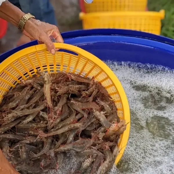 SUCCESS - Giải pháp cho ngành tôm bền vững