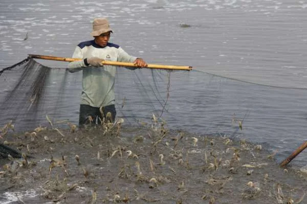 Giải pháp Dinh dưỡng và Công nghệ Nâng cao Năng lực Ngành Tôm