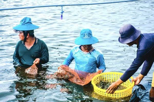 Nuôi Tôm Siêu Thâm Canh: Phân Tích và Những Thách Thức Trong Tương Lai