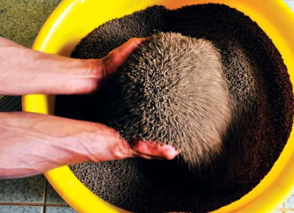 Lợi Ích Kỳ Diệu Của Bổ Sung Khoáng Chất Vào Thức Ăn Tôm: Nâng Cao Hiệu Quả Sản Xuất