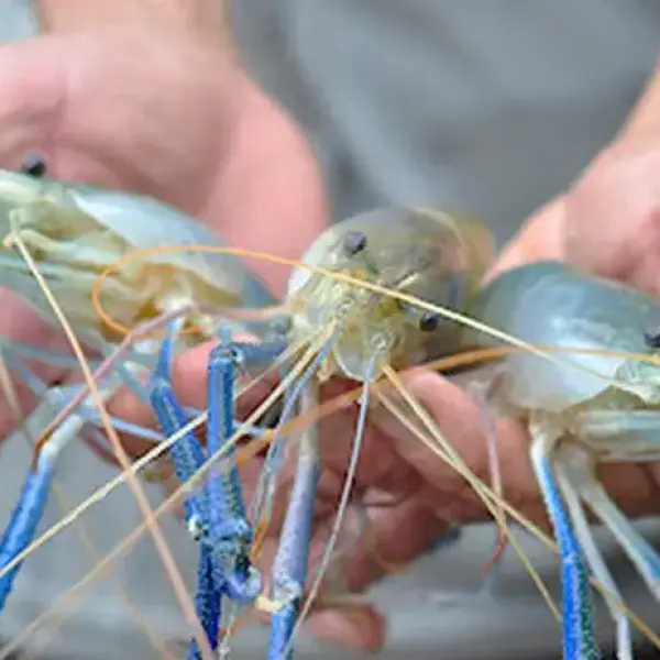 Chitin: Vũ Khí Bí Mật Kích Thích Hệ Miễn Dịch của Tôm Càng Xanh