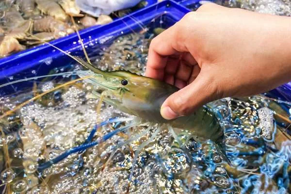 Lipoic Acid: Khám Phá Công Dụng Tuyệt Vời Trong Nuôi Tôm Càng Xanh