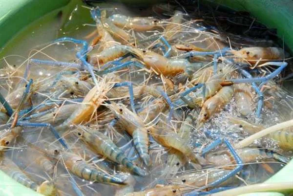 Kỹ Thuật Ương Tôm Càng Xanh Từ Tôm Post Lên Tôm Giống Trong Bể Lót Bạt