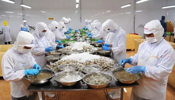 Tăng Cạnh Tranh cho Ngành Tôm Việt Nam: Chiến Lược và Thách Thức