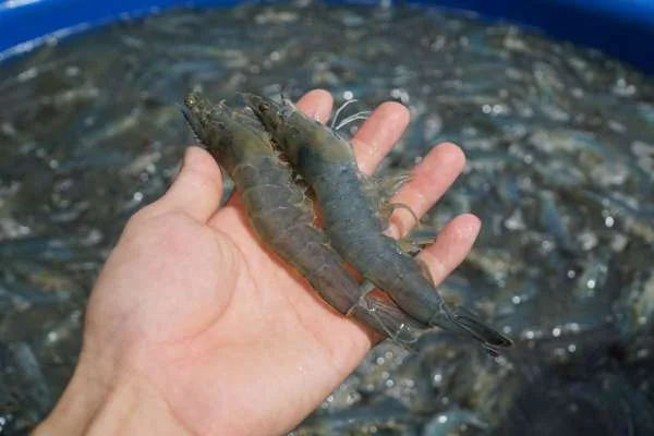 Quản Lý Dinh Dưỡng Hiệu Quả: Chiến Lược Cắt Mồi và Giảm Mồi Trong Nuôi Tôm