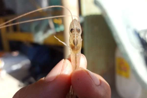 Khám Phá Nguyên Nhân Khiến Tôm Chậm Lớn: Bí Quyết Cho Người Nuôi Thành Công