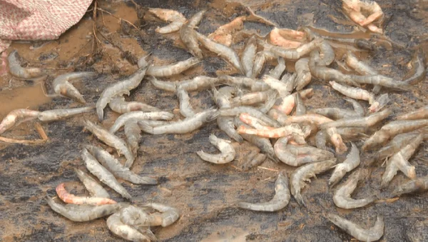 Tôm Chết Đỏ Ao do Nhiễm Bệnh Gan Trắng: Thực Trạng và Giải Pháp