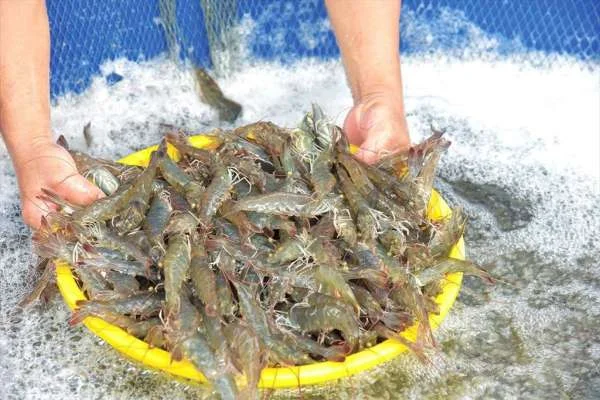 Những Điểm Nghẽn Trong Chuỗi Cung Ứng Ngành Tôm: Chi Tiết và Giải Pháp