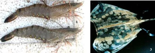 Bệnh Đốm Trắng: Thách Thức và Giải Pháp cho Diện Tích Nuôi Tôm 33.267m2