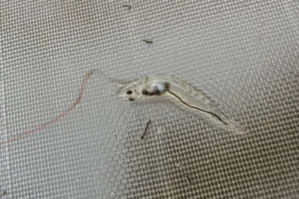 Khoáng Chất Dinh Dưỡng: Canxi và Magiê Trong Chế Độ Ăn Của Tôm