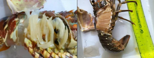 Biến Đổi Khí Hậu và Nguy Cơ Tôm Hùm Chết: Điều Gì Đang Xảy Ra ở Khánh Hoà?