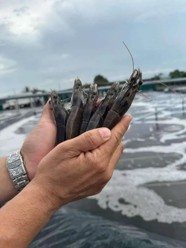 Nâng Cao Chất Lượng, Tăng Lợi Nhuận: Chiến Lược Thành Công Trong Nuôi Tôm Kích Cỡ Lớn