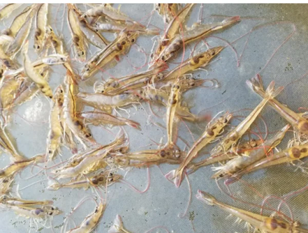 Mưa Đầu Mùa: Đối Mặt với Thách Thức Khí Hậu trong Ngành Nuôi Tôm