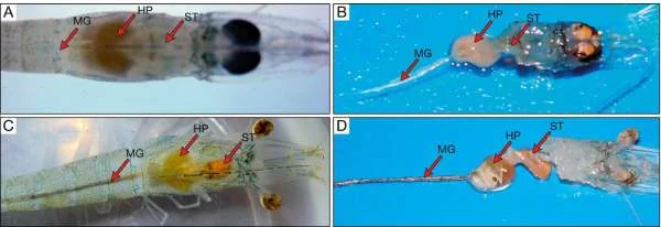 Nhận Diện Triệu Chứng EMS/AHPNS: Bước Đầu Chống Đại Dịch Trong Ao Tôm