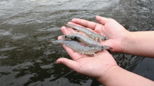 Khám Phá Protein EHPTP2: Chìa Khóa Mới Trong Cuộc Chiến chống lại Bệnh EHP trên Tôm