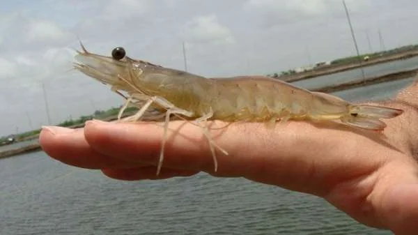 Ảnh Hưởng Của Stress pH Đến Chức Năng Đường Ruột Và Sức Khỏe Toàn Diện Của Tôm