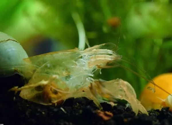 Bí mật của tôm: Quá trình lột xác chín đuôi rớt đáy