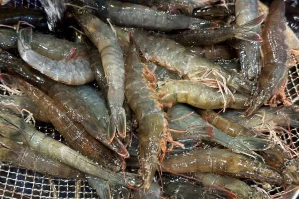 DOCE: Bước Đột Phá Mới Trong Xuất Khẩu Tôm Ecuador