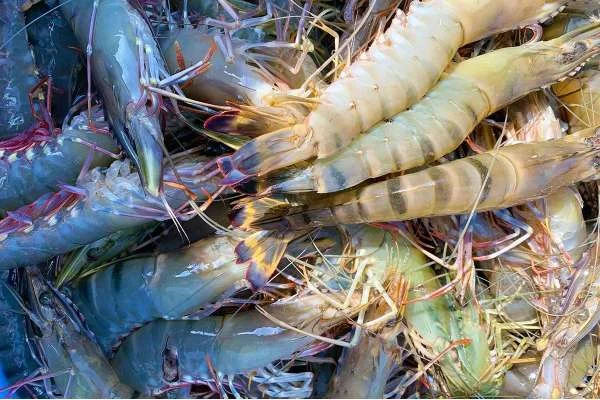 Nguy cơ lớn: Bệnh MBV và Sự Đe Dọa Đến Ngành Nuôi Trồng Tôm Sú