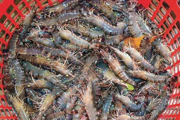 Hành Trình Hiểu Rõ Về Nuôi Tôm Sú