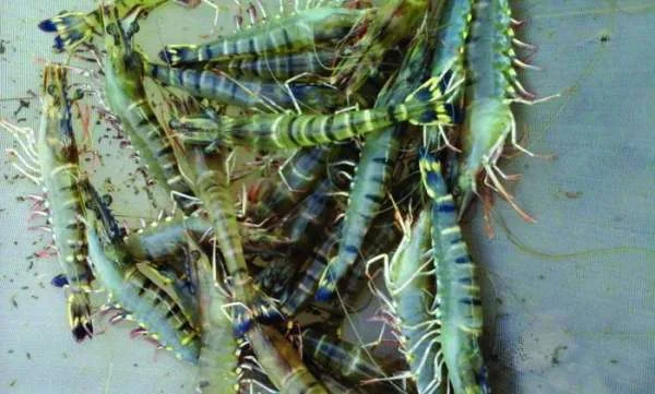 Quy trình lấy nước vào ao nuôi tôm sú: Chi tiết và Hiệu Quả