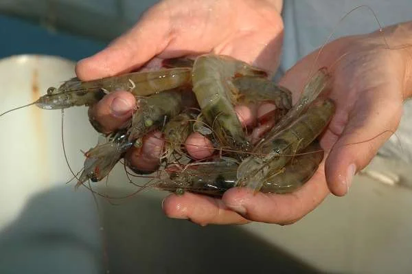 Hệ Vi Sinh Tôm Thẻ: Tác Động Ẩn Hưởng từ Sự Sử Dụng Kháng Sinh