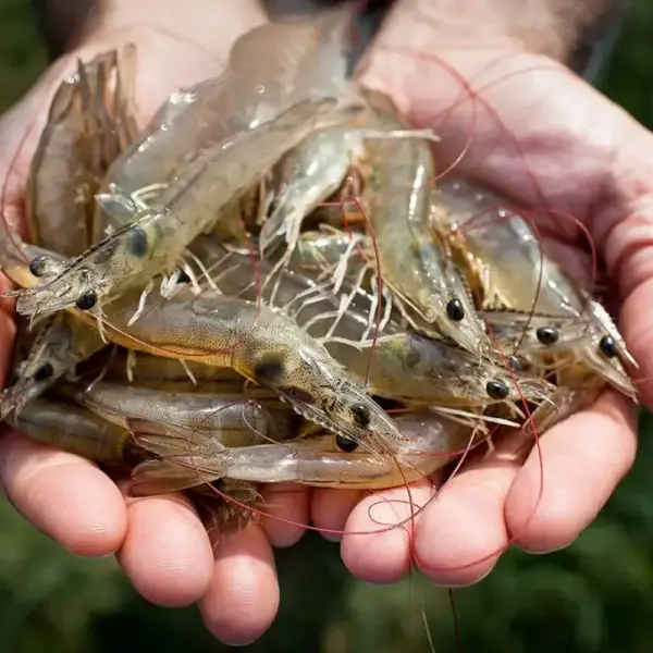 Khám Phá Sức Mạnh Tự Nhiên: Chiết Xuất Lá Dứa Gai và Sức Khỏe Cho Tôm Nuôi