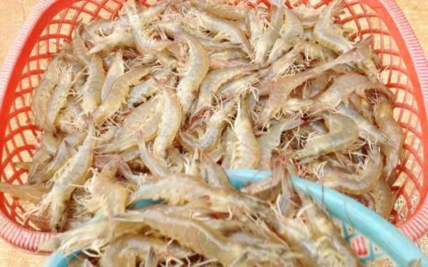 Mưa Lớn, Lũ Lụt, và Mất Mát: Thảm Họa Đang Đến Với Người Nuôi Tôm