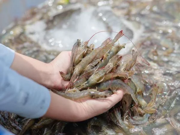 Hà Tĩnh: Nền Kinh Tế Thăng Hoa với Mục Tiêu Nuôi 5,900 Tấn Tôm Thương Phẩm