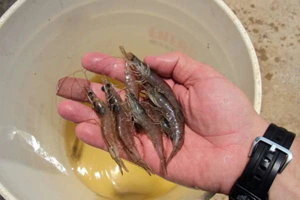 Tăng Cường Sức Đề Kháng: Cách Thức Phòng Trừ Bệnh Bào Tử Trùng Trên Tôm Nuôi Nước Lợ