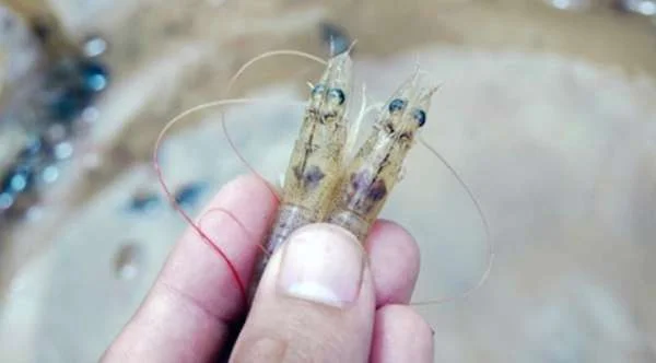 Phòng Bệnh Vào Tinh Trùng Trên Tôm: Chi Tiết và Chiến Lược Hiệu Quả