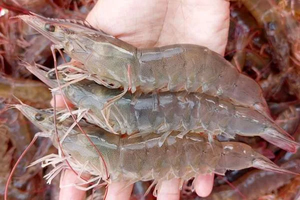 Chiến Lược Giảm Chi Phí Hiệu Quả Cho Vụ Nuôi Tôm Mới