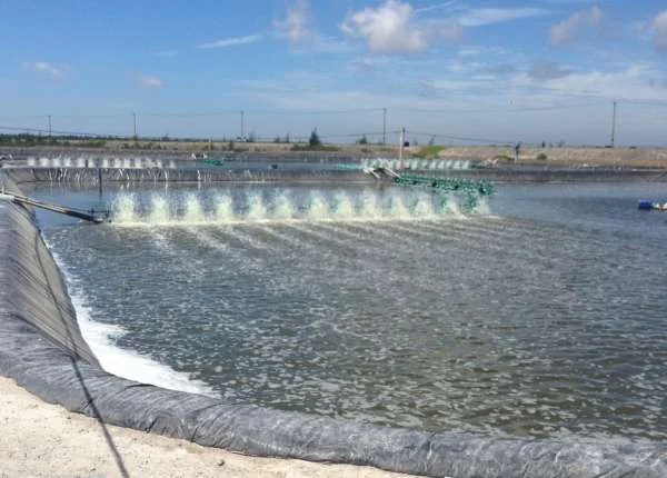 Tăng Năng Suất Nuôi Tôm Bằng Cách Kiểm Soát pH Hiệu Quả