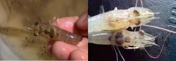 Chiến Lược Toàn Diện Phòng Bệnh Teo Gan Trống Ruột EMS Trên Tôm