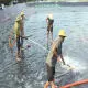 Vệ sinh ao tôm lót bạt: Những bước không thể bỏ qua để bảo vệ môi trường nuôi