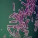 Bacillus Subtilis: Tiềm Năng và Ứng Dụng Đột Phá trong Nhiều Lĩnh Vực