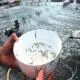 Tại Sao Thuần Hóa Tôm Giống Quan Trọng? Tất Cả Những Điều Bạn Cần Biết