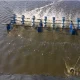 Gây Màu Nước Ao Nuôi Tôm: Yếu Tố Cần Thiết Để Đảm Bảo Chất Lượng Môi Trường