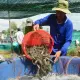 Bước Nhảy Vọt: Sự Phát Triển và Tiềm Năng của Thị Trường Tôm ở Châu Âu