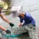 Đánh Giá Sâu Về Tình Hình Giá Tôm Giảm Mạnh: Những Bước Đi Vượt Khó Cho Ngành Tôm