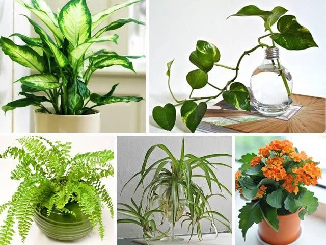 cach-lam-mat-phong-kin-3