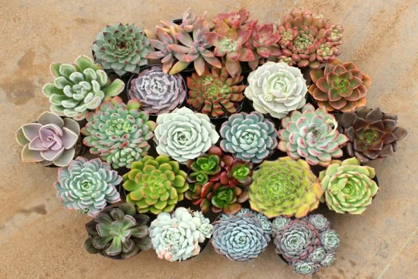 vat-dung-trang-tri-phong-ngu-22-600-x-400-1638084347