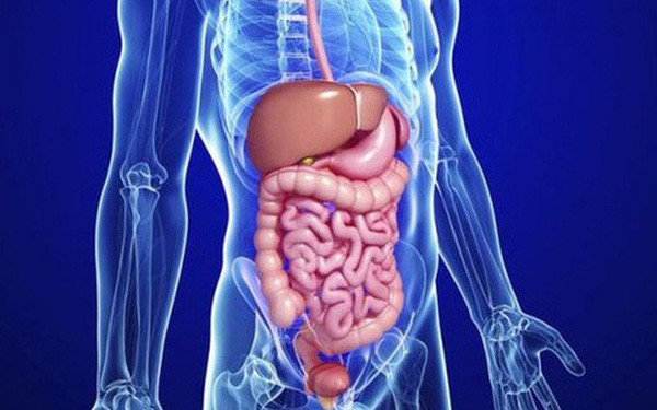 Thải độc ruột hay detox đường tiêu hóa là như thế nào?