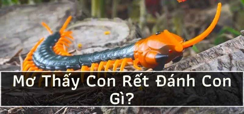 Mơ Thấy Rết Đánh Con Gì Dễ Trúng Lớn Nhất