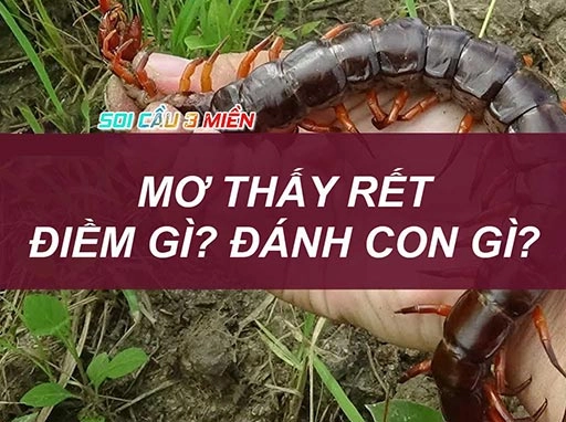 Mơ Thấy Rết Đánh Con Gì Dễ Trúng Lớn Nhất